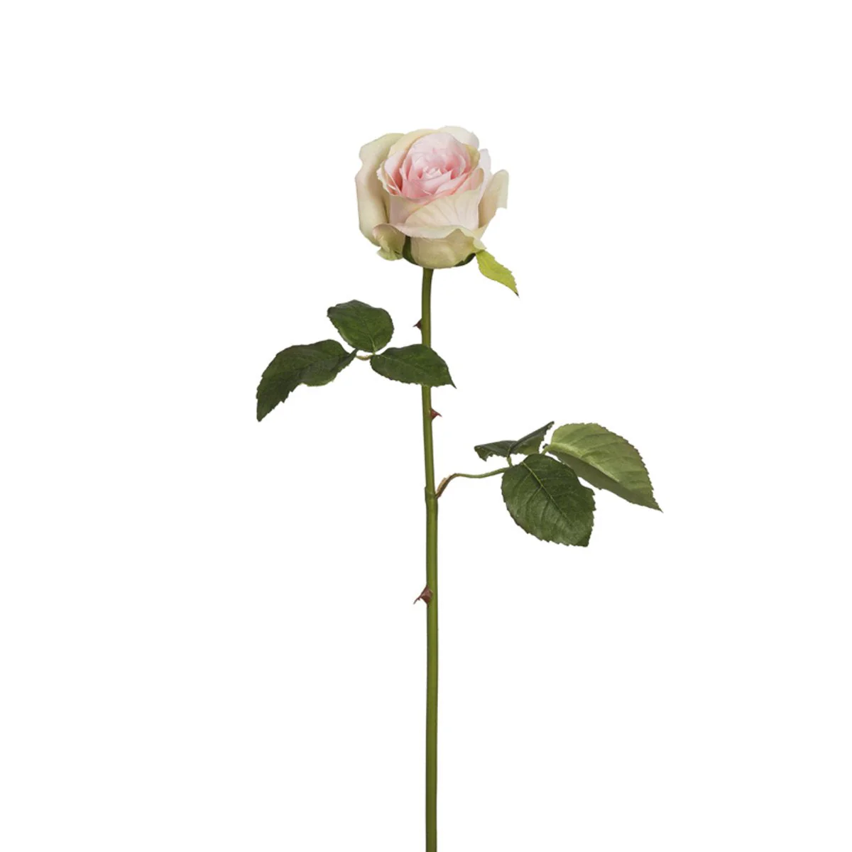Image du produit 11