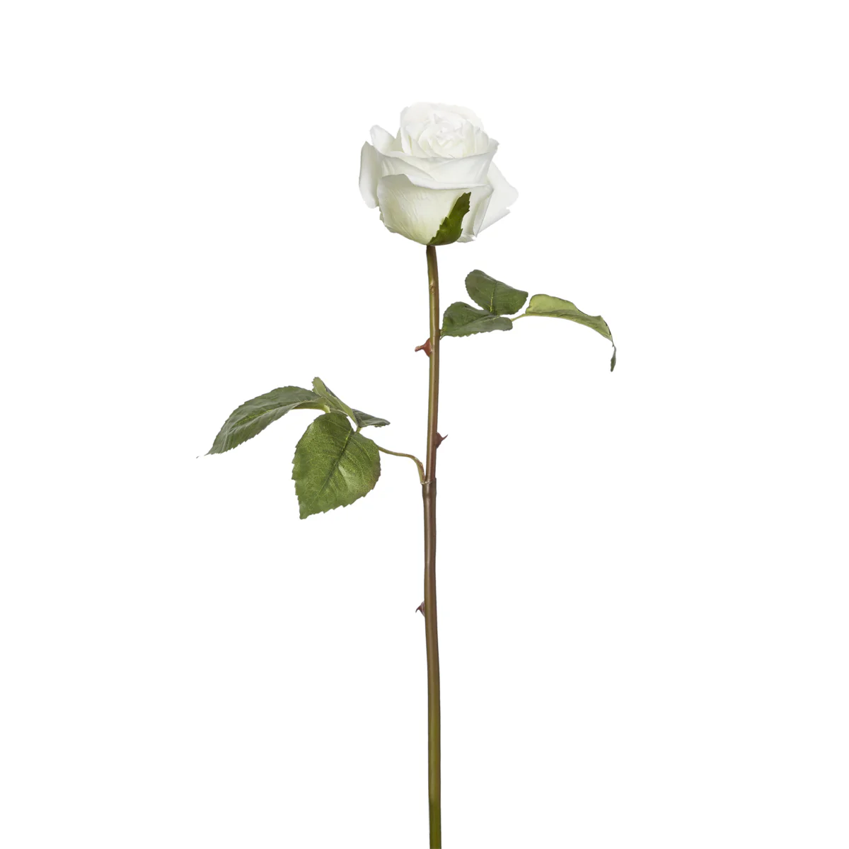 Image du produit 13