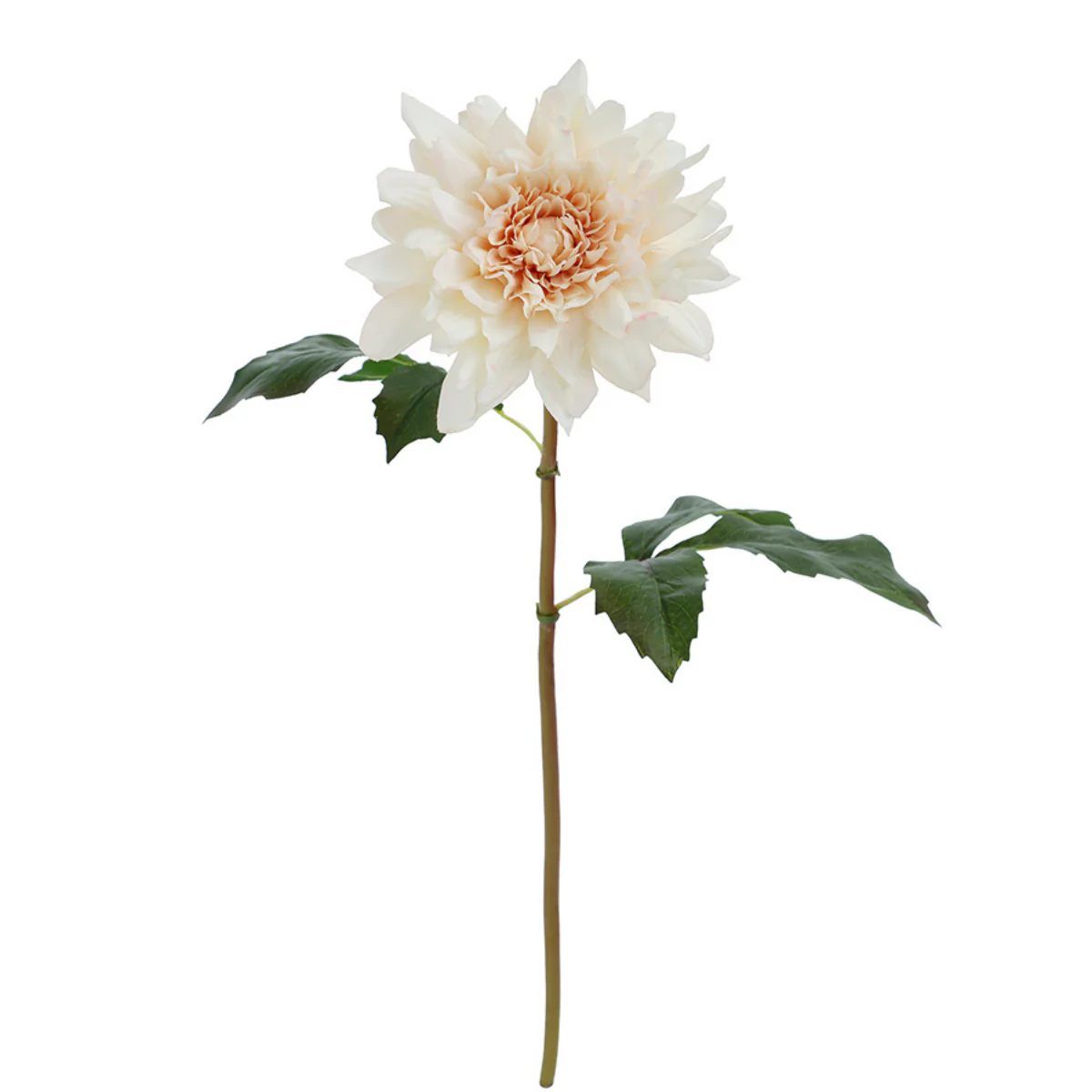 Image du produit 12