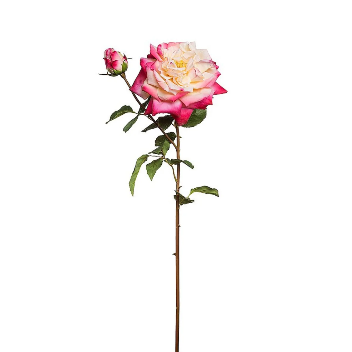 Image du produit 11