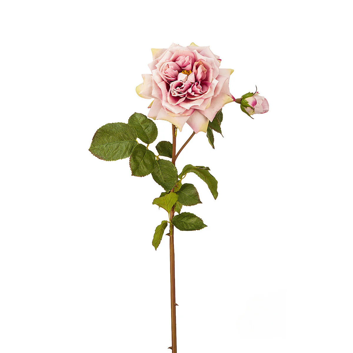 Image du produit 15