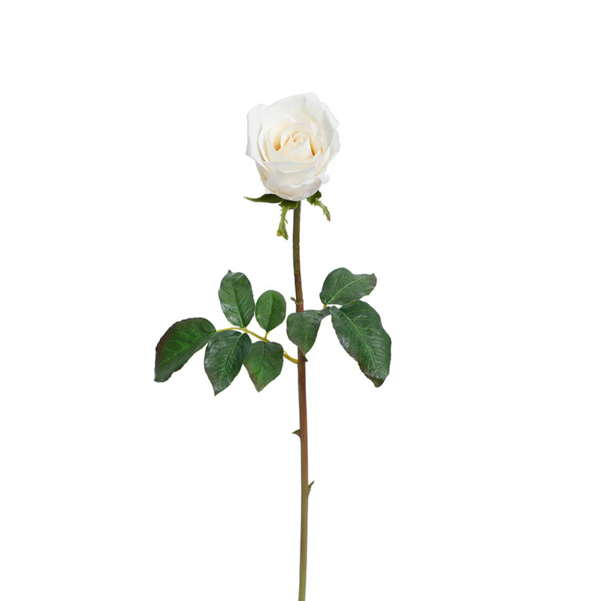 Image du produit 13