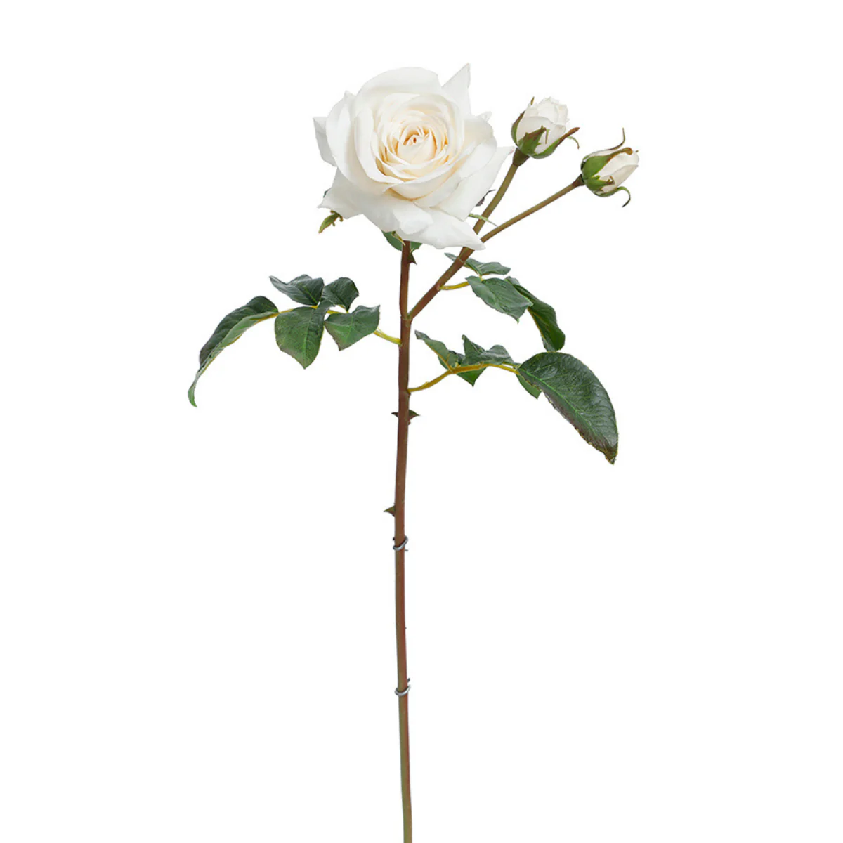 Image du produit 10